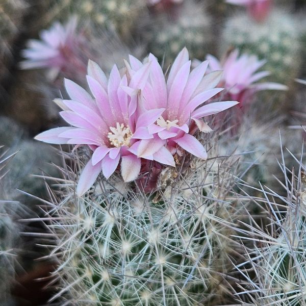Escobaria strobiliformis
